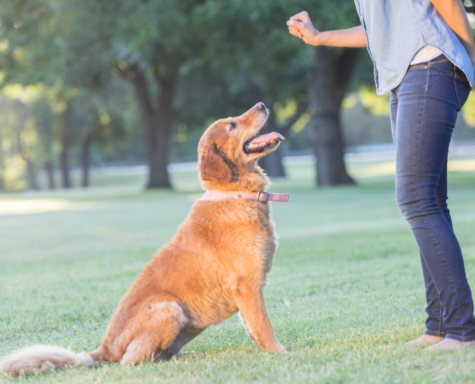Dog Obedience Training Dog Training