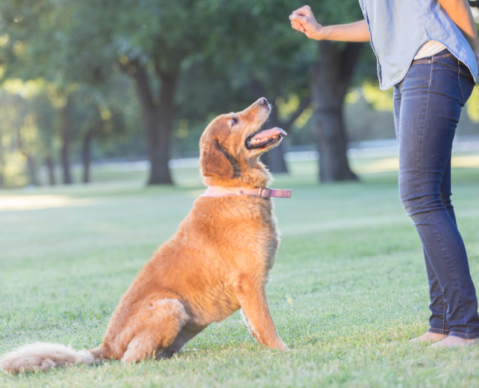 Dog Obedience Training Dog Training