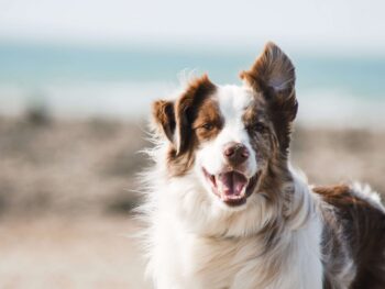 dog training school