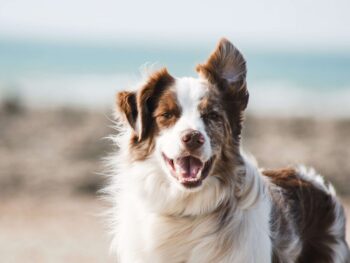 dog training school