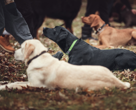 dog training school