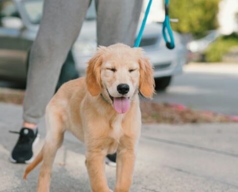 dog training near me dog training