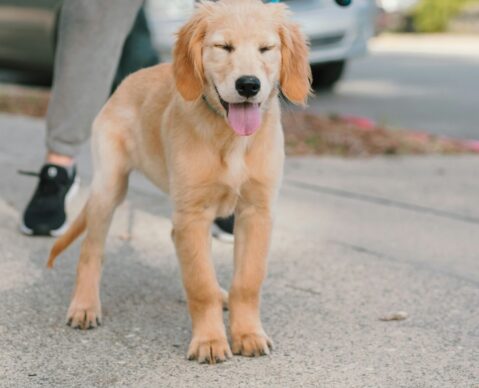 dog training near me dog training