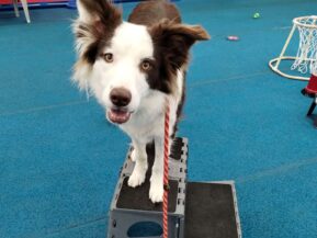 fun dog tricks