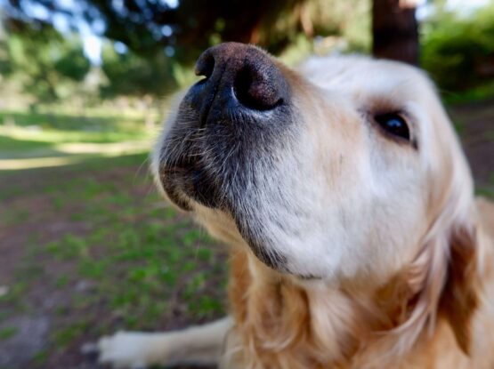 k9 nosework