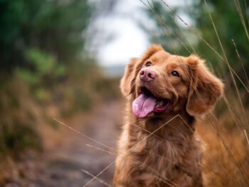 dog trainer massachusetts