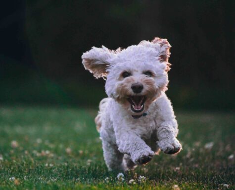 puppy training classes