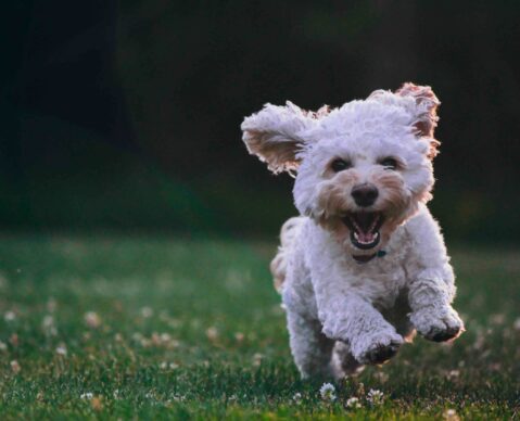 puppy training classes