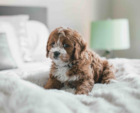 potty training puppy