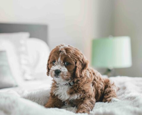 puppy training classes potty training puppy