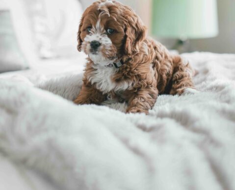 potty training puppy