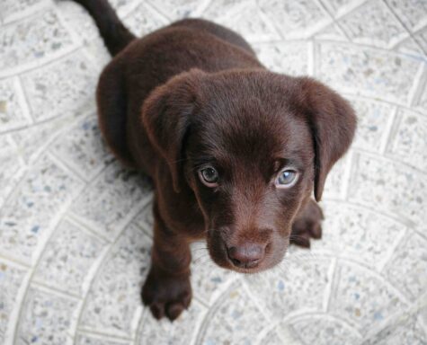 puppy training