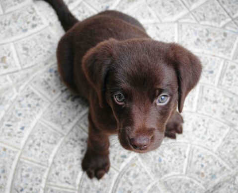 puppy training