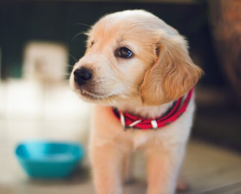 puppy obedience training