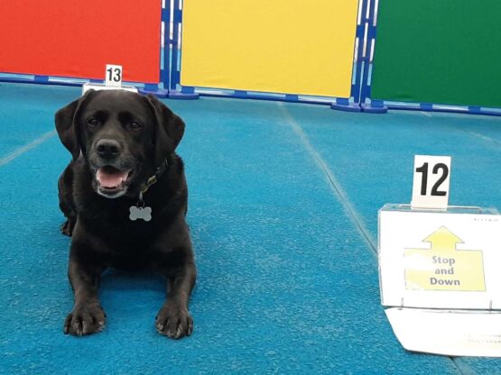 rally obedience cape cod
