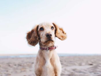 dog trainer massachusetts