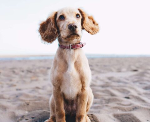 dog trainer massachusetts