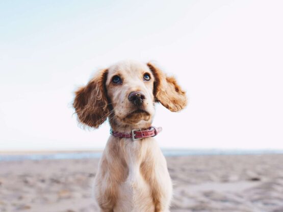 dog trainer massachusetts