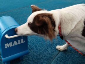 teach dog new tricks